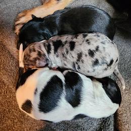 Black and white boy - Black and white male Cavapoo puppy in Junction, Utah from City Creek Cavapoos