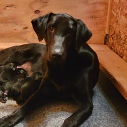 Molly - Labrador Retriever
