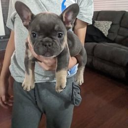 French Bulldog Puppies from Jgrfrenchies