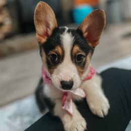 American Corgi, Pembroke Welsh Corgi, and Yorkshire Terrier Puppies from Ingram's Corgis & Yorkies