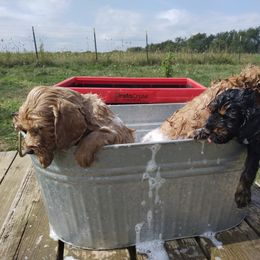Labradoodle Puppies from Sakura Pups