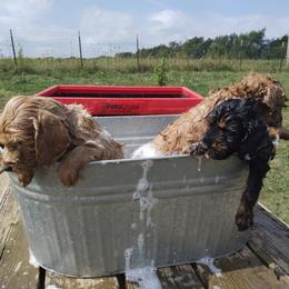 Labradoodle Puppies from Sakura Pups