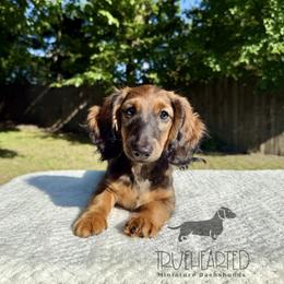 Polly - Red female Dachshund puppy in Royse City, Texas from Truehearted Miniature Dachshunds