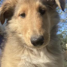 Fonzi - Sable and white male Collie puppy in Yulee, Florida from Three Collie Farm