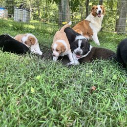 English Shepherd Puppies from LiquidMoon English Shepherds