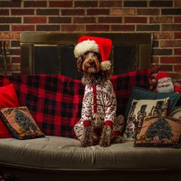 Bernedoodle, Goldendoodle, and Labradoodle Puppies from Oopsie Doodles of NC