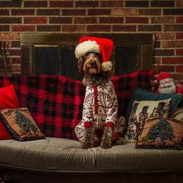 Bernedoodle, Goldendoodle, and Labradoodle Puppies from Oopsie Doodles of NC