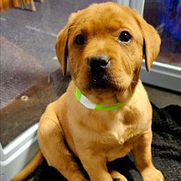 4th choice female available to reserve - Yellow female Labrador Retriever puppy in Dalton, Pennsylvania from Whiteduck Mountain Kennel AKC Australian Cattle Dogs and AKC Fox Red Labrador Retrievers