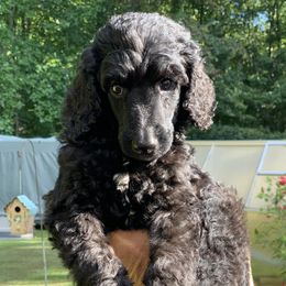 Poodle Puppies from Speeds Creek Kennels