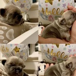 French Bulldogs from Palacios Fire Frenchies