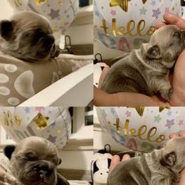 French Bulldogs from Palacios Fire Frenchies