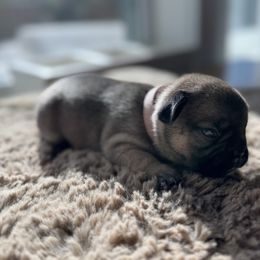 Alex(a) - Fawn and white French Bulldog puppy in Obids, North Carolina from Carolina High Country Frenchies
