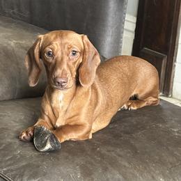 Bexley - Dachshund