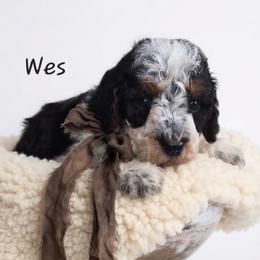 Wes - Black white and tan male Springerdoodle puppy in Fargo, North Dakota from Dakota SpringerDoodles