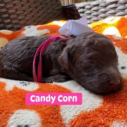 Guardian Home Opportunity 550 - Brown female Poodle puppy in Conway, Arkansas from Arkansas River Poodles