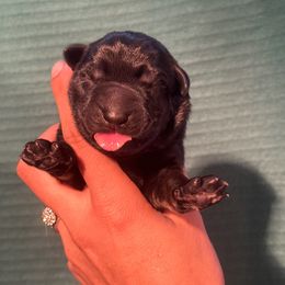 Green Boy - Bi-color German Shepherd puppy in Little Rock, Arkansas from Vom Gonza German Shepherds