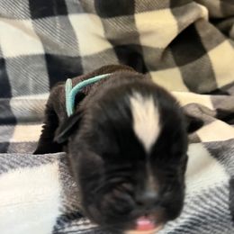 Boy 1 - Boxer puppy in Mooresboro, North Carolina from Echo Hollow Kennels Boxers and Boarding LLC