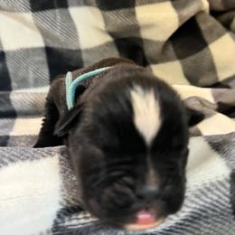Boy 1 - Boxer puppy in Mooresboro, North Carolina from Echo Hollow Kennels Boxers and Boarding LLC