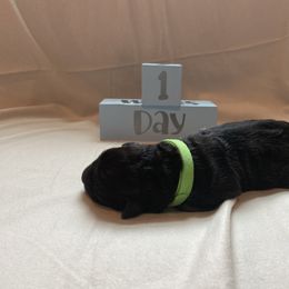 Boy 1 - Black Shiloh Shepherd puppy in Virginia from Opal Shilohs