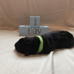 Boy 1 - Black Shiloh Shepherd puppy in Virginia from Opal Shilohs