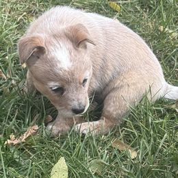Scarlet - Red speckled female Australian Cattle Dog puppy in Billings, Montana from Sugarloaf French bulldogs and Australian cattle dogs