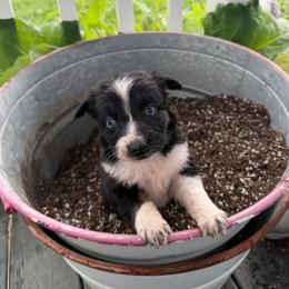 Malibu - Black tri-color female Australian Shepherd puppy in Ridgeville, Indiana from McCord’s Standard Aussies