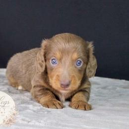 AKC Eclipse - Fawn (isabella) and tan male Dachshund puppy in Christiansburg, Virginia from Little Legs Luxury Dachshunds LLC