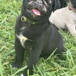Pug Puppies from Buckingham Pugs of Alabama