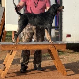 Shine - Bluetick Coonhound