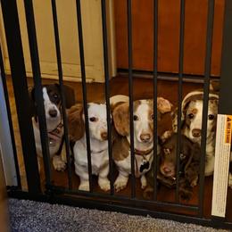 Dachshund Puppies from Dog Crick Daschunds