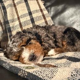 Zaura - Blue merle female Bernedoodle puppy in Jim Falls, Wisconsin from Pup Paw-fection