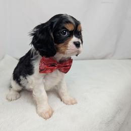 Nicholas - Tri-color male Cavalier King Charles Spaniel puppy in Seymour, Missouri from Painted Blessing's AKC Cavaliers LLC