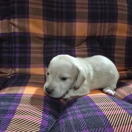 Smooth ee cream girl - Cream female Dachshund puppy in Lyle, Washington from Wines Wienery