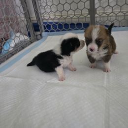 American Corgi Puppies from Whitecreek Corgis of Columbus, IN