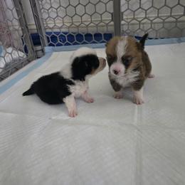 American Corgi Puppies from Whitecreek Corgis of Columbus, IN