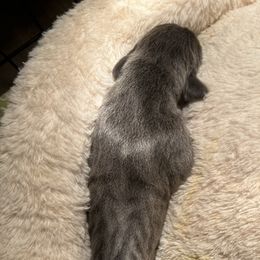 Great Dane Puppies from East Coast Great Danes
