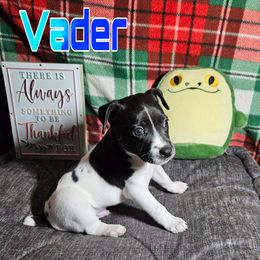 Vader - Black and white male Rat Terrier puppy in Lynn, Alabama from Cryptic Rat Terriers