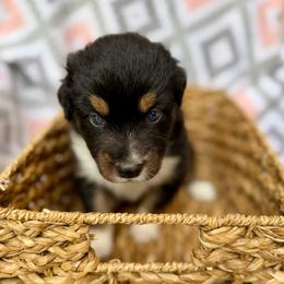 Iris - Black tri-color female Australian Shepherd puppy in Clover, South Carolina from Jo’s Aussies