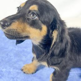 Vanilla - Black and tan male Dachshund puppy in Sacramento, California from MiniDoxPups