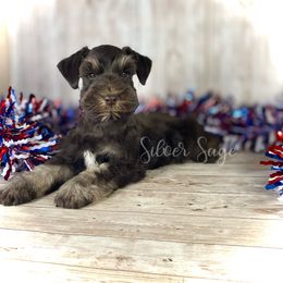 Pete - male Miniature Schnauzer puppy in Weston, Idaho from Silver Sage Schnauzers