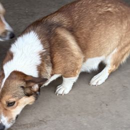 Annie - Pembroke Welsh Corgi