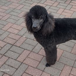 Elphie - Poodle puppy in Paris, Michigan from Meeker's Ridge