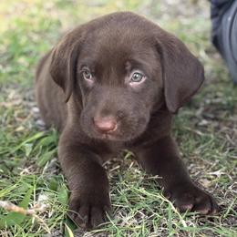 Tucker - Chocolate male Labrador Retriever puppy in Oklahoma City, Oklahoma from H & H Retrievers