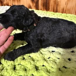 Peanut - Grizzle male Sheepadoodle puppy in Chesapeake, Virginia from Doodle-Cove