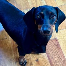 Candie - Dachshund