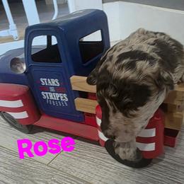 Rose - Red merle female Aussiedoodle puppy in Loveland, Colorado from A&L Ranch Aussiedoodles