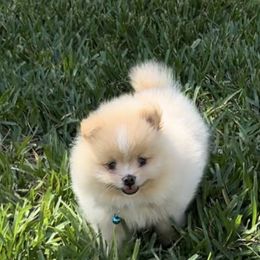 Copper - Black parti male Pomeranian puppy in Green Cove Springs, Florida from Natasha's Ark of Joy