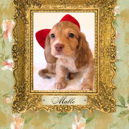 Dachshund Puppies from Vibrant Eyes Doxies
