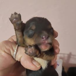Charlie - Black and tan male Yorkshire Terrier puppy in Chickasha, Oklahoma from SISSYS YORKIES