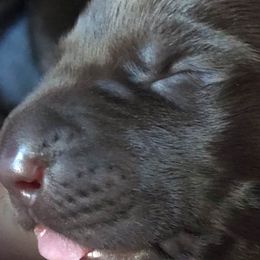 Labrador Retrievers from Jaime Caldwell's Labrador Retrievers
